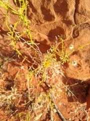 Heterotheca excelsior