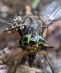 Chrysops univittatus