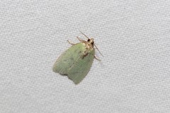 Tortrix viridana