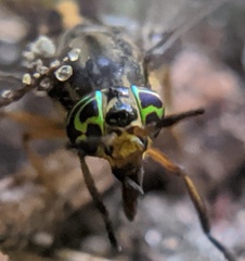 Chrysops univittatus