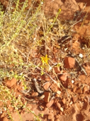 Heterotheca excelsior