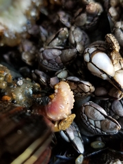 Cucumaria pseudocurata