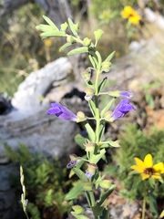 Scutellaria antirrhinoides