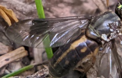 Chrysops univittatus