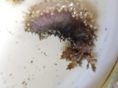 Cucumaria pseudocurata