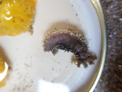 Cucumaria pseudocurata