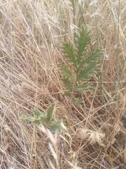 Potentilla pensylvanica