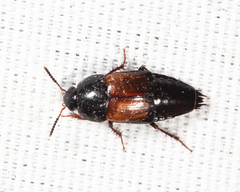Tachinus fimbriatus