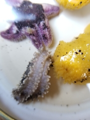 Cucumaria pseudocurata