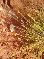 Heterotheca excelsior