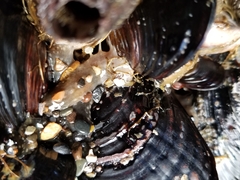 Cucumaria pseudocurata