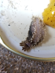 Cucumaria pseudocurata