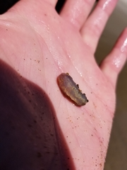 Cucumaria pseudocurata