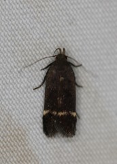 Anacampsis lupinella
