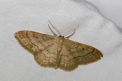 Idaea deversaria