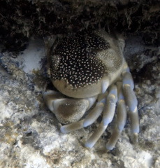 Carpilius corallinus