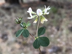 Trifolium breweri