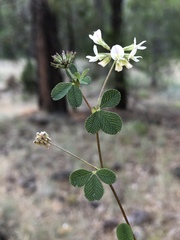Trifolium breweri
