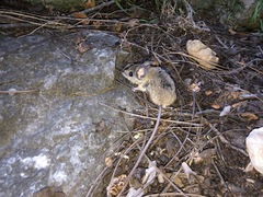 Peromyscus difficilis