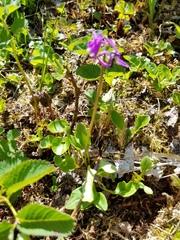 Primula frigida