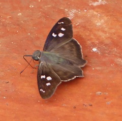 Polygonus leo pallida