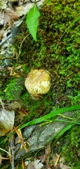 Russula earlei