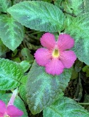Episcia