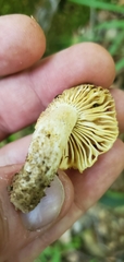 Russula earlei