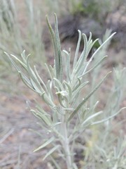 Artemisia cana