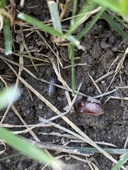 Armadillidium vulgare