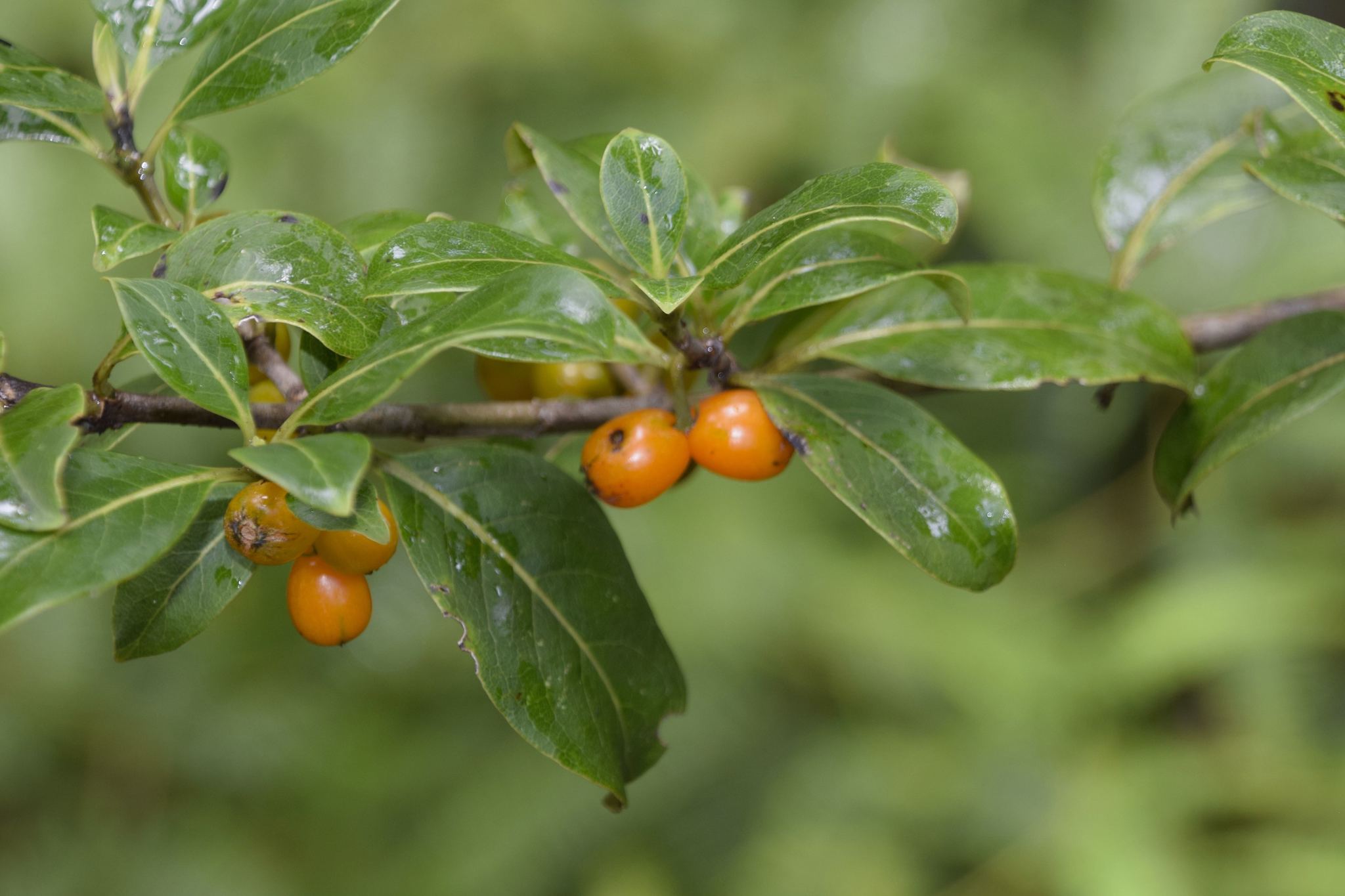 Coprosma kauensis