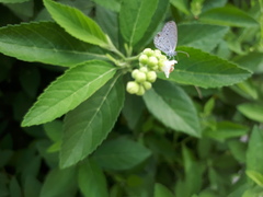 Zizula hylax pygmaea