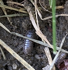 Armadillidium vulgare