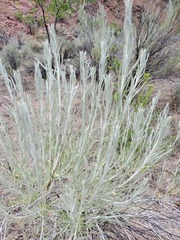 Artemisia cana