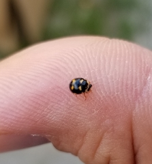 Brachiacantha ursina