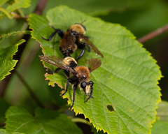 Laphria posticata