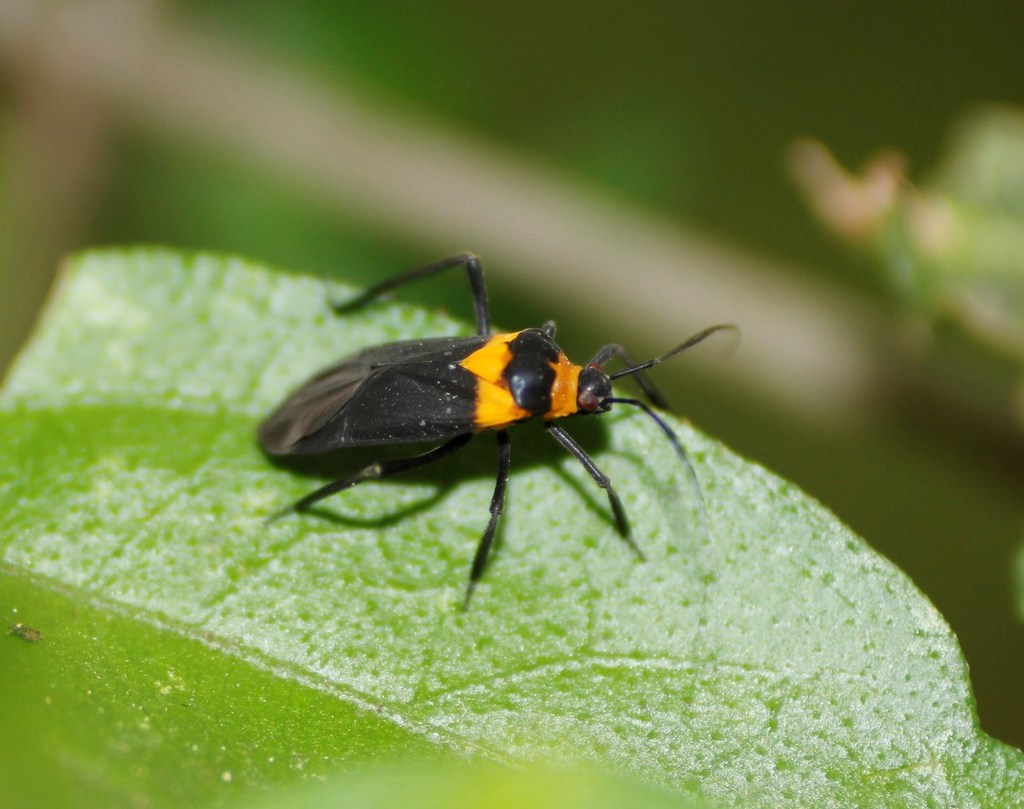 Platytylus bicinctus