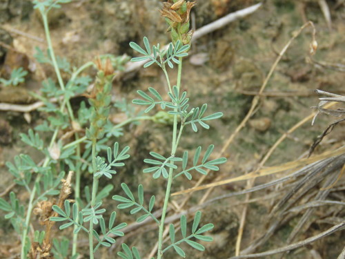 Dalea pogonathera var. walkerae