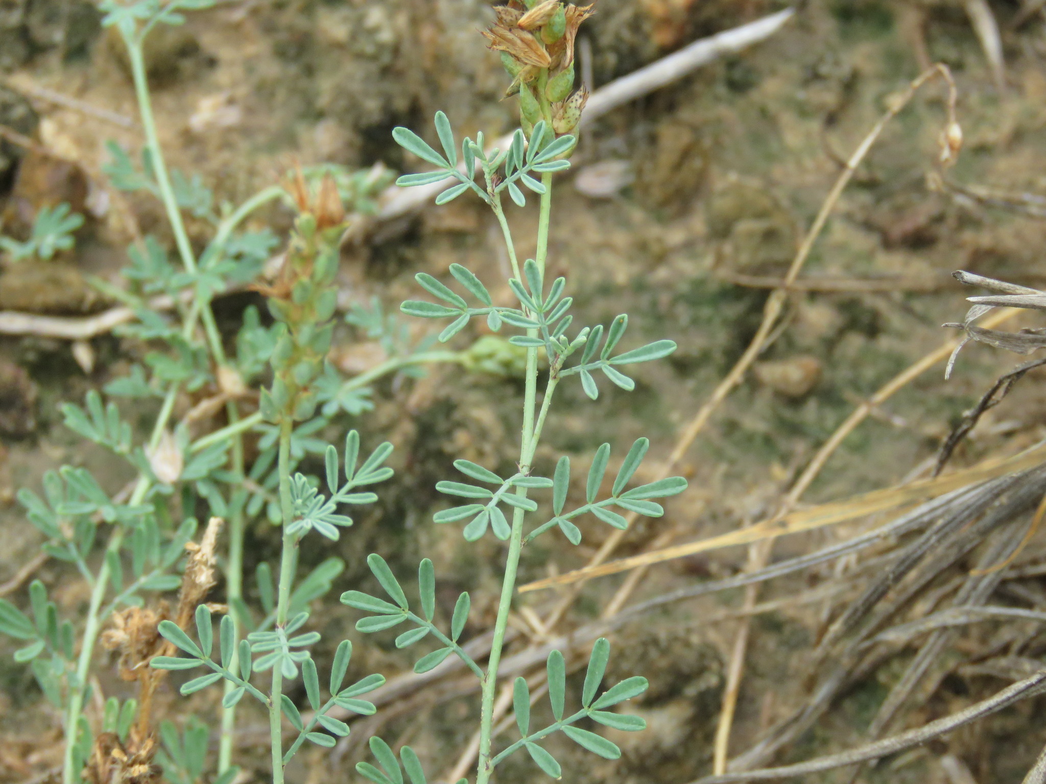 Dalea pogonathera var. walkerae
