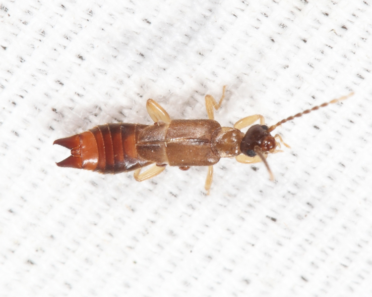 Little Earwigs