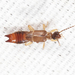 Spongiphoridae - Photo (c) Tom Murray,  זכויות יוצרים חלקיות (CC BY-NC), הועלה על ידי Tom Murray