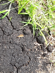Junonia almana javana