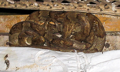Trimorphodon paucimaculatus