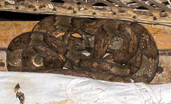 Trimorphodon paucimaculatus