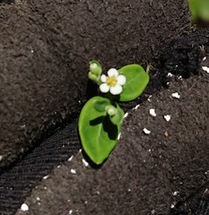 Euphorbia pubentissima