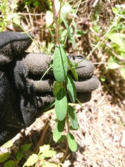 Euphorbia pubentissima