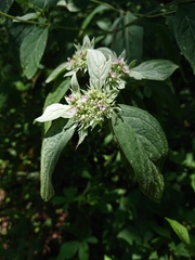 Pycnanthemum albescens