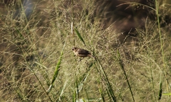 Sporophila caerulescens