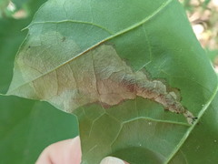 Coptotriche castaneaeella