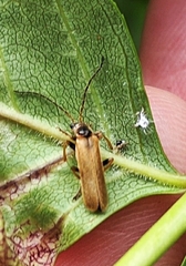 Cantharis figurata
